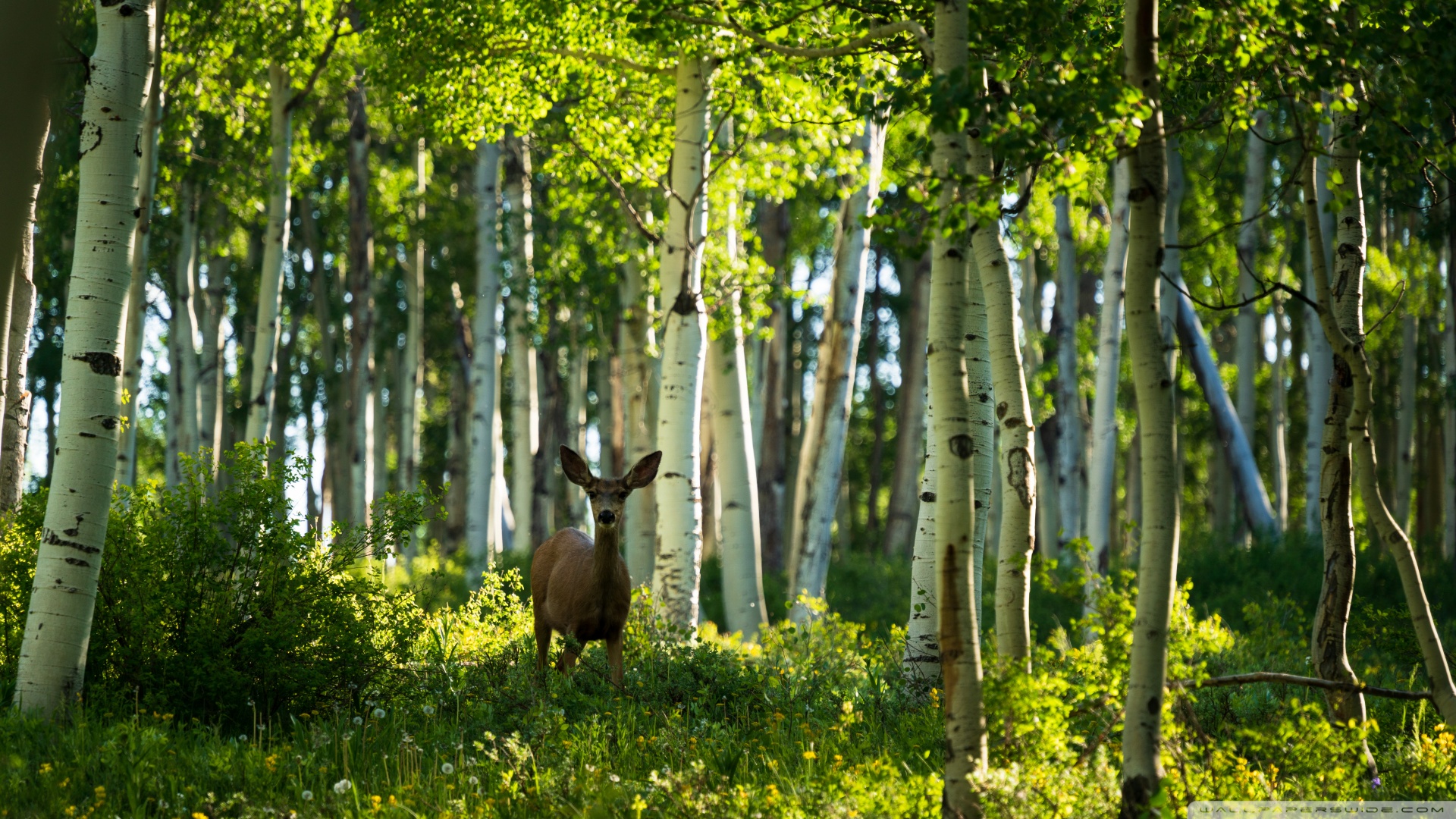 抗真菌药磺胺，常用的含磺胺类药物都是有哪些 